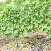 Weinlese 2011