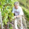 Weinlese 2012 in der Steillage
