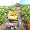 Weinlese 2012 in der Steillage